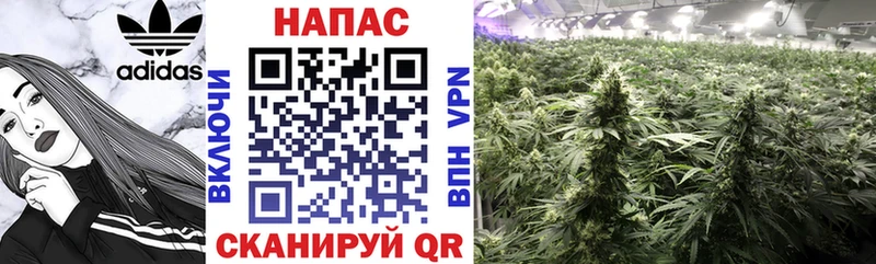 купить наркотики сайты  Сухой Лог  Канабис индика 